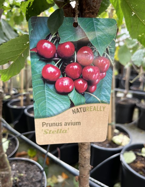 Fruit Trees | Trees | Prunus a. Stella Cherry | BenVista Garden Centre