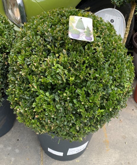 Buxus | Plants | Buxus sempervirens 50 CM BALL | BenVista Garden Centre