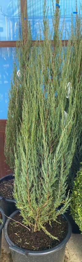 Trees | Trees | JUNIPERUS SCOP. BLUE ARROW | BenVista Garden Centre